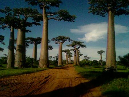 Encore des baobabs
