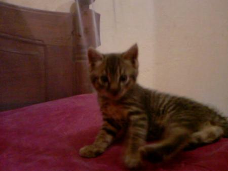 sourit le chat