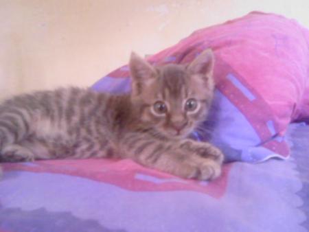 coucou minou