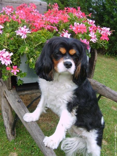 il est pas mignon ce chien?
